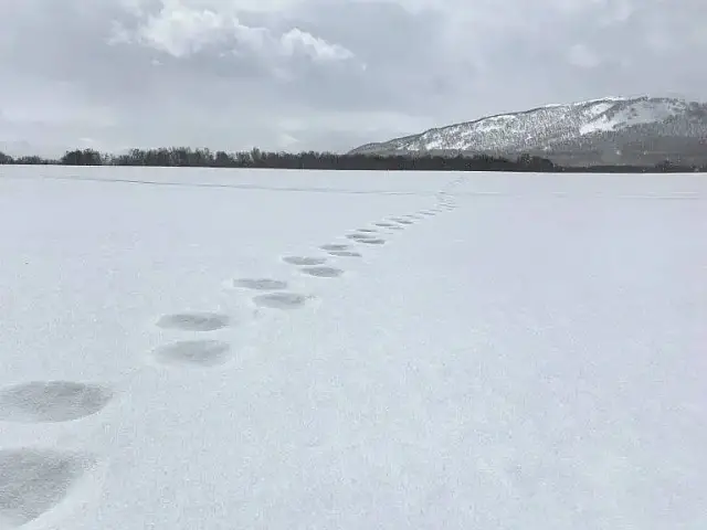 Four bears lie in wait for tourists near Kamchatka's Nachikinskoye Lake