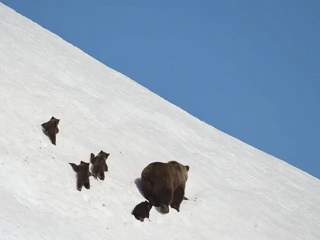 On Kamchatka, Only Volcanoes Are Higher Than Mountains