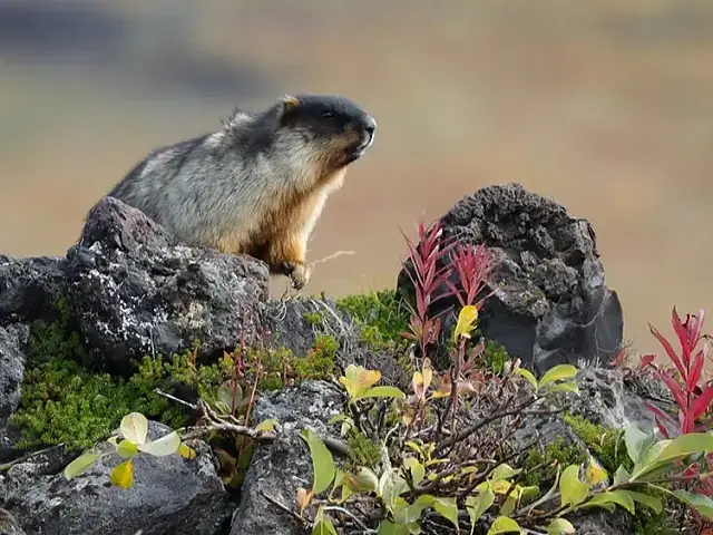 On Kamchatka, Only Volcanoes Are Higher Than Mountains