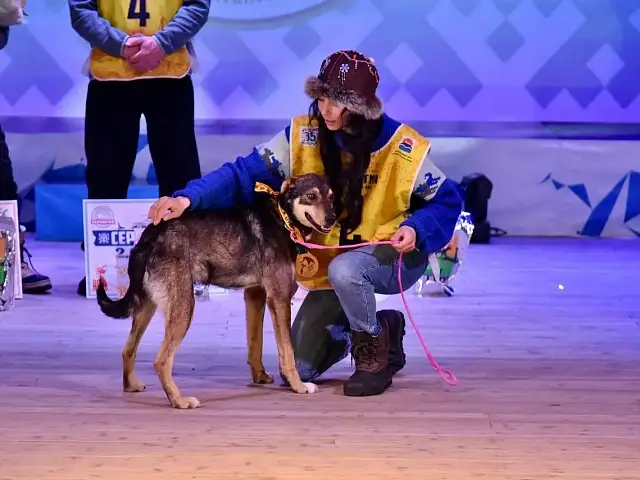 Kamchatka has seen the finish of the big dogsledding competition 'Beringia'
