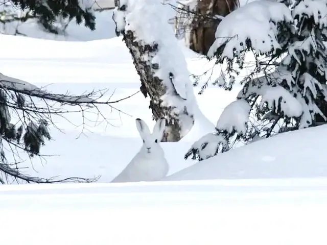 The "Drunken Forest" on Kamchatka Creates a Unique Landscape