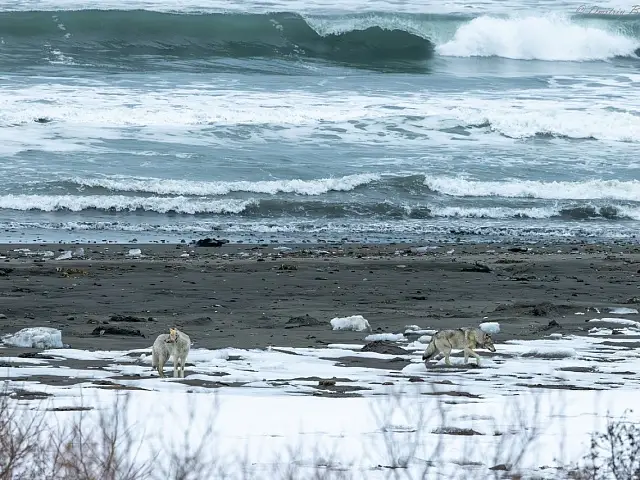 A wolf pack was spotted patrolling the shore of Olga Bay in the Kronotsky Nature Reserve on Kamchatka