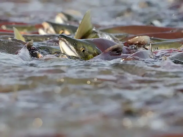 At Kuril Lake in Kamchatka, bears catch sockeye salmon under protection