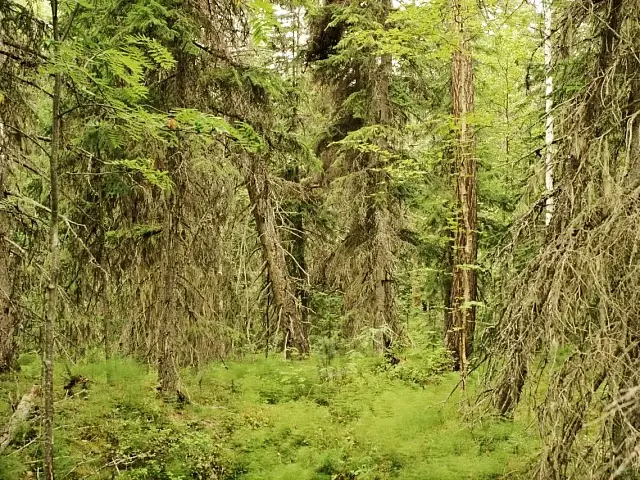 The "Drunken Forest" on Kamchatka Creates a Unique Landscape