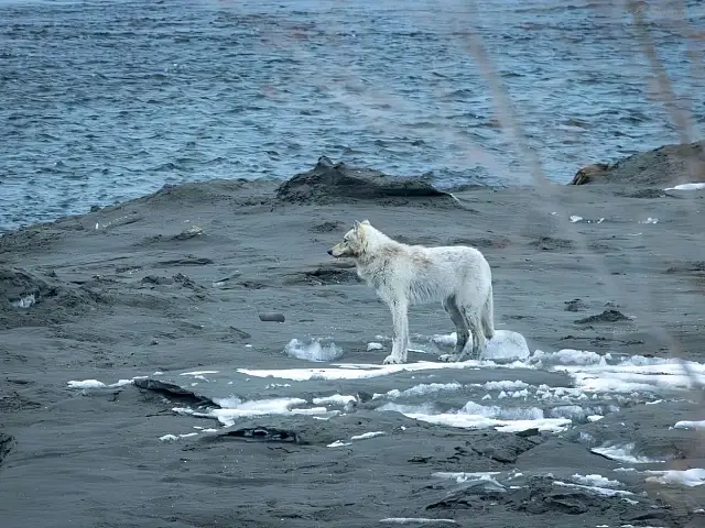 A wolf pack was spotted patrolling the shore of Olga Bay in the Kronotsky Nature Reserve on Kamchatka