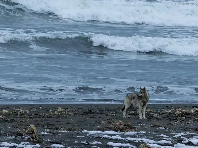 A wolf pack was spotted patrolling the shore of Olga Bay in the Kronotsky Nature Reserve on Kamchatka