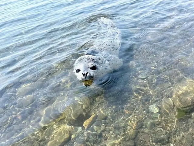 In northern Kamchatka, villagers rescue a 'lost' baby seal