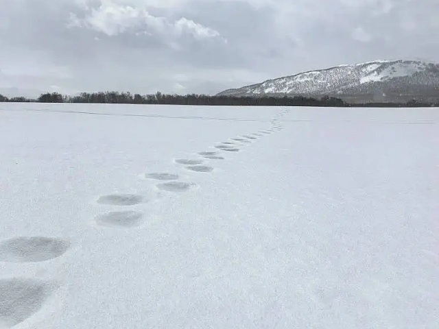 Four bears lie in wait for tourists near Kamchatka's Nachikinskoye Lake