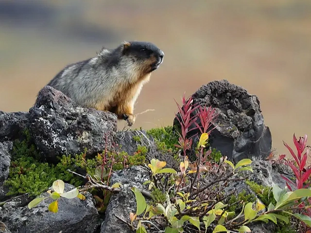 On Kamchatka, Only Volcanoes Are Higher Than Mountains