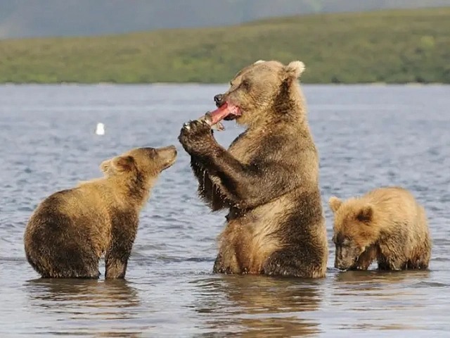 At Kuril Lake in Kamchatka, bears catch sockeye salmon under protection