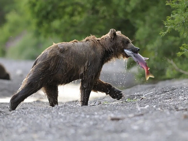 At Kuril Lake in Kamchatka, bears catch sockeye salmon under protection