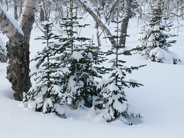 The "Drunken Forest" on Kamchatka Creates a Unique Landscape