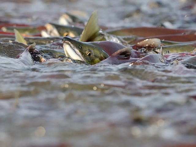 At Kuril Lake in Kamchatka, bears catch sockeye salmon under protection