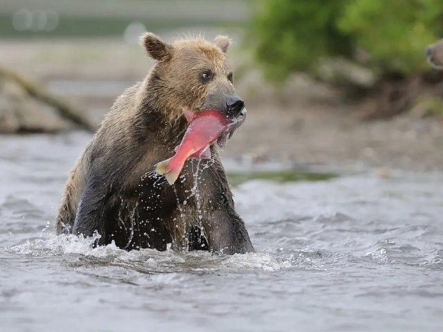 At Kuril Lake in Kamchatka, bears catch sockeye salmon under protection