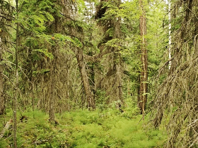 The "Drunken Forest" on Kamchatka Creates a Unique Landscape