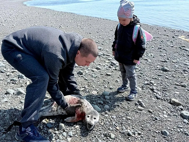 In northern Kamchatka, villagers rescue a 'lost' baby seal